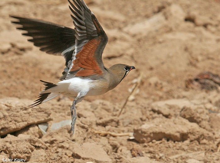    Collard Pratincole  Glareola pratincola     , 2009.: .